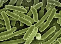 Jak uchronić się przed zakażeniem bakterią Helicobacter pylori? Sprawdź!