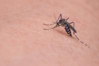 10 domowych sposobów, które skutecznie chronią przed komarami