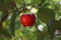 Dlaczego acerola uważana jest za najzdrowszy owoc na świecie? Sprawdź!